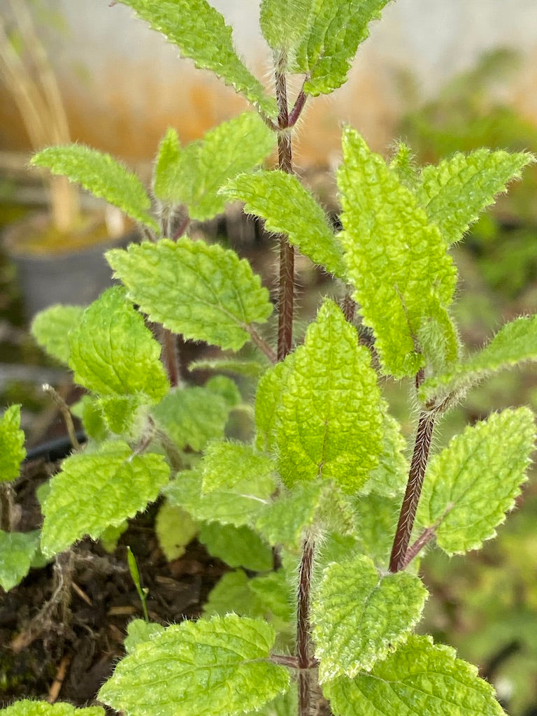 Stachys affinis