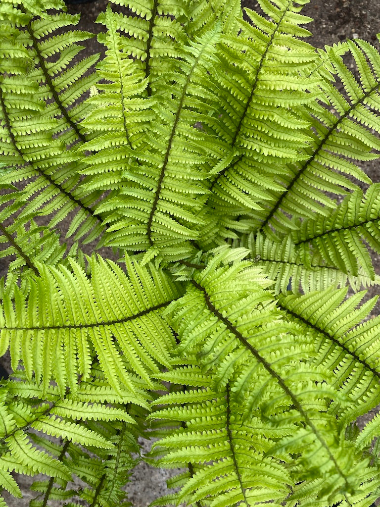 Dryopteris kuratae