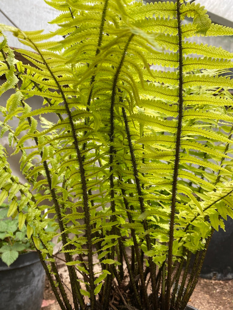 Dryopteris kuratae