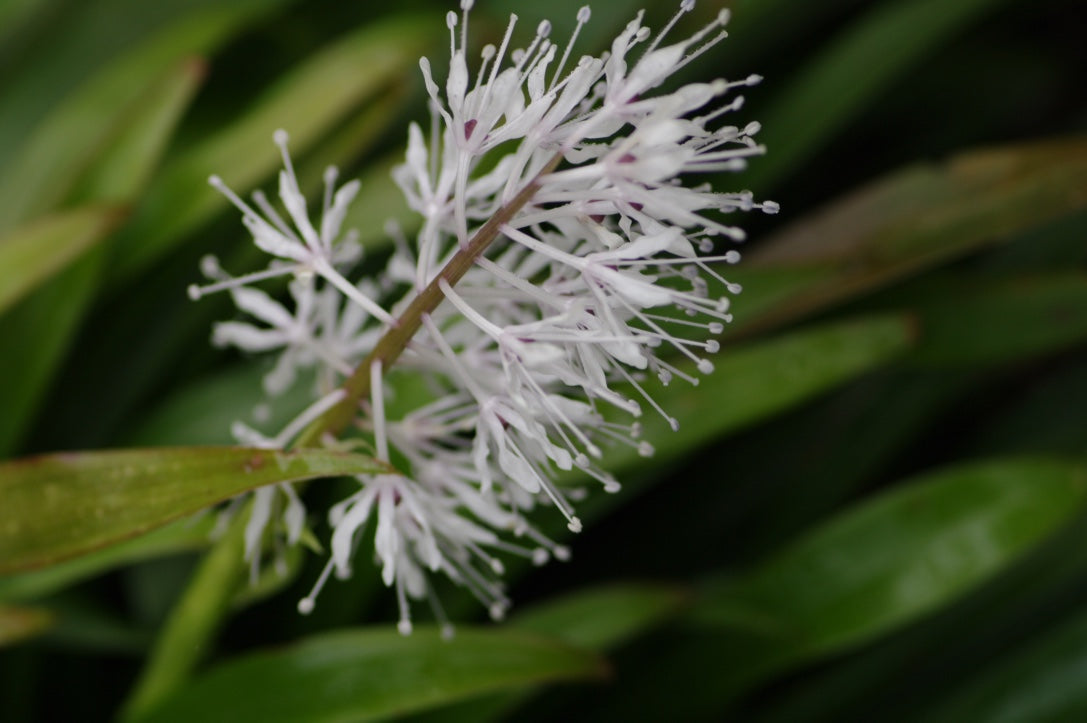 Ypsilandra thibetica