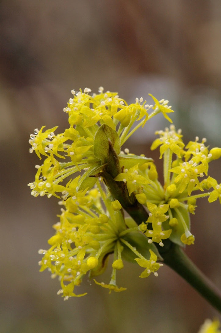 Cornus mas &#39;Jolico&#39;