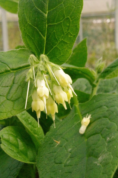 Symphytum bulbosum