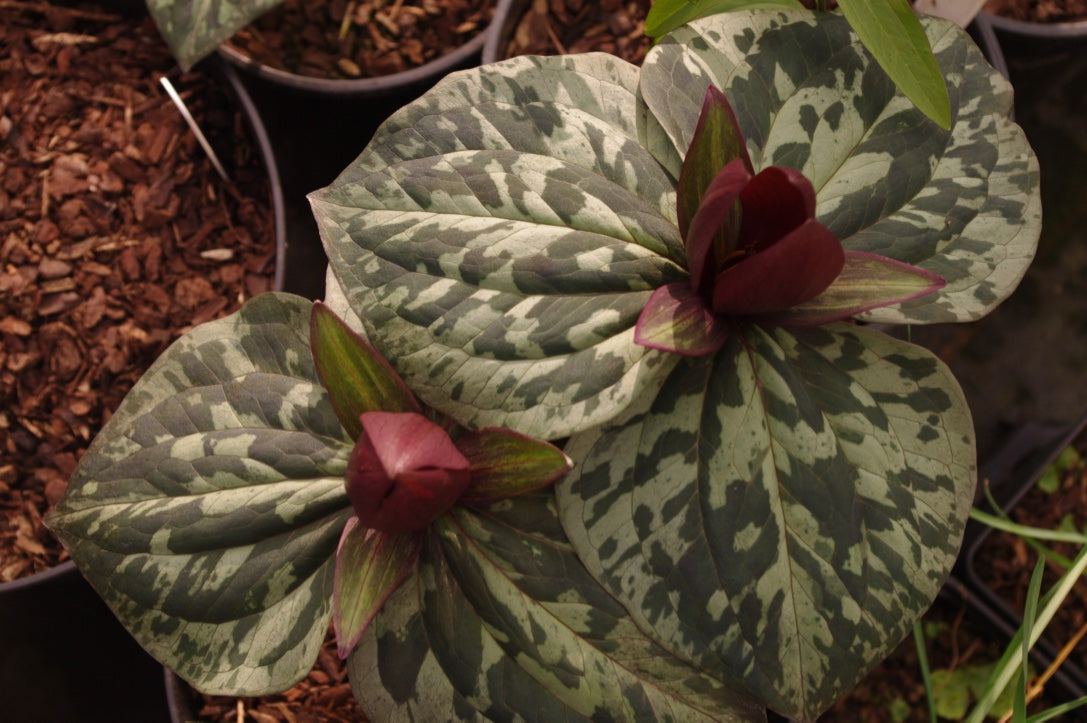 Trillium chloropetalum &#39;Giganteum&#39;