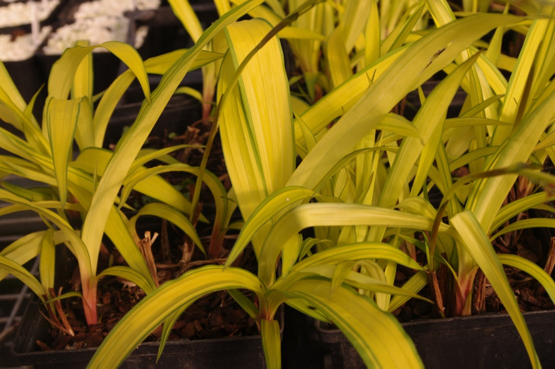 Carex siderosticha ‘Golden Falls’ (syn. ‘Banana Boat’)