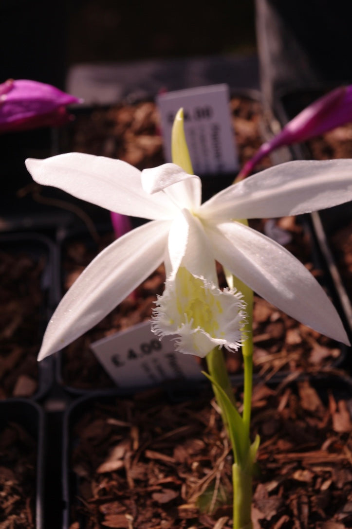 Pleione formosana (Alba Group) ‘Claire’