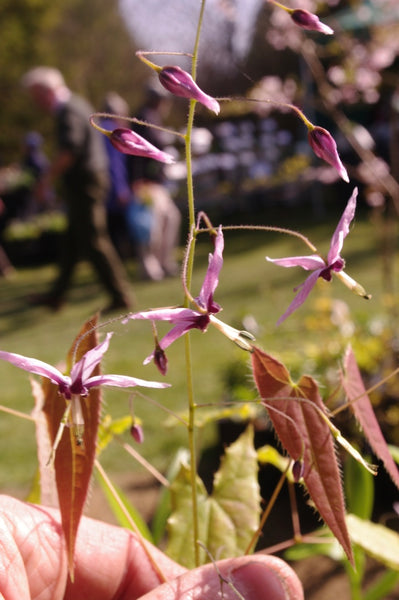 Epimedium fargesii ‘Pink Constellation’ Og. 93023
