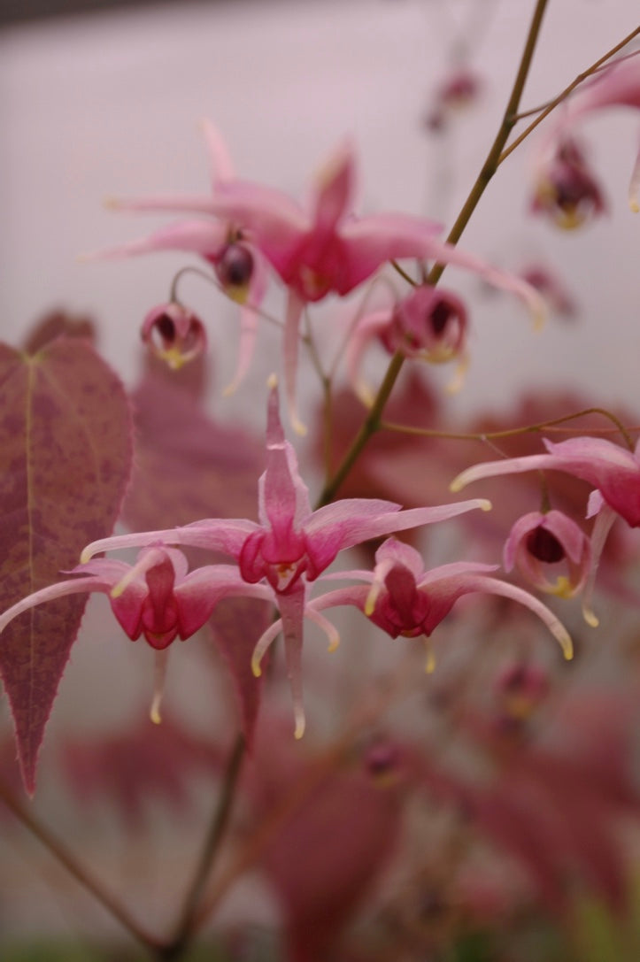 Epimedium ‘Pink Champagne’