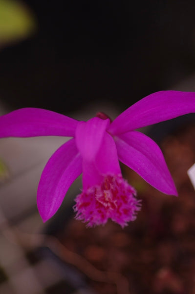 Pleione Tolima gx ‘Moorhen’