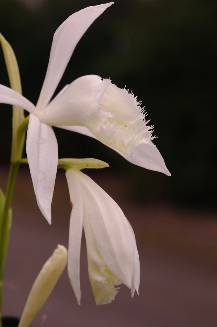 Pleione formosana (Alba Group) ‘Claire’