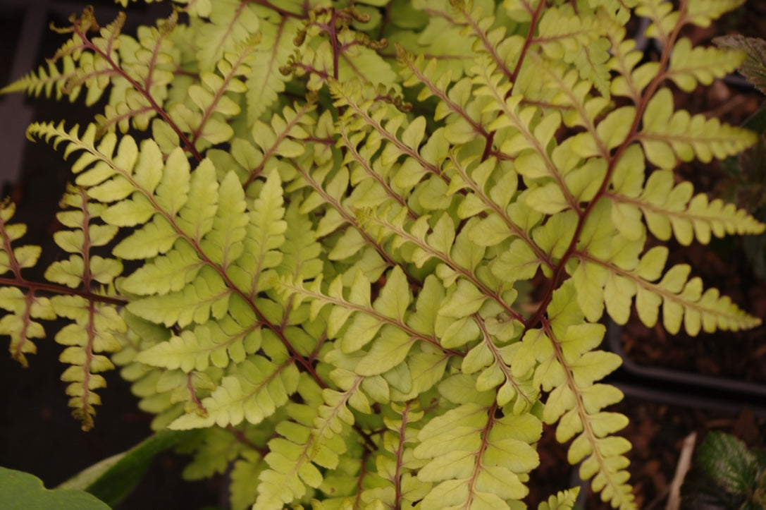 Athyrium otophorum var. okanum