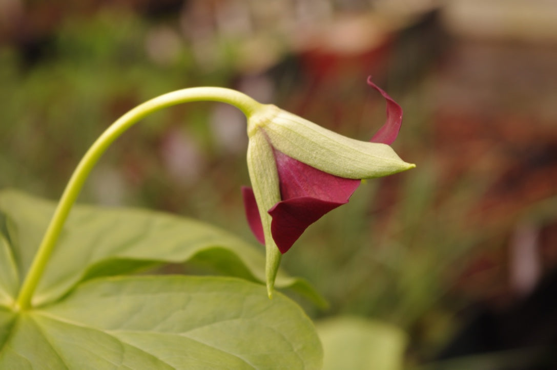 Trillium sulcatum