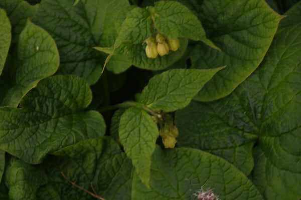 Symphytum cordatum