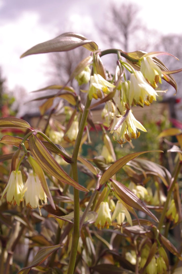 Disporum longistylum DJHC 98485