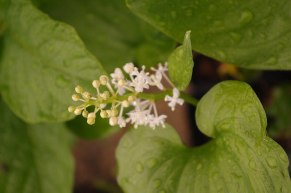 Maianthemum bifolium 'Apuseni'