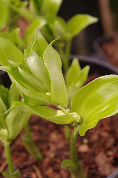 Disporopsis undulata
