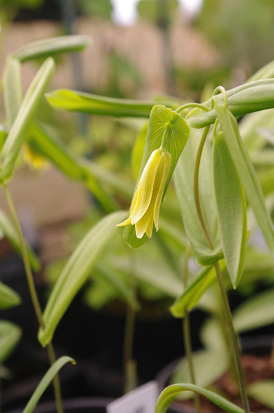 Uvularia sessilifolia