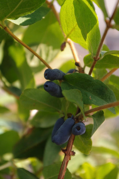 Lonicera caerulea 'Maries'