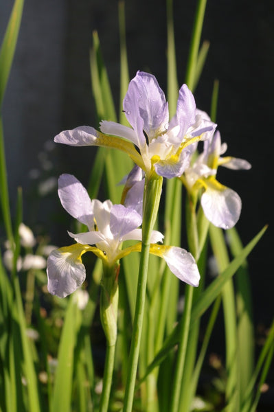 Iris sibirica ‘Summer Sky’