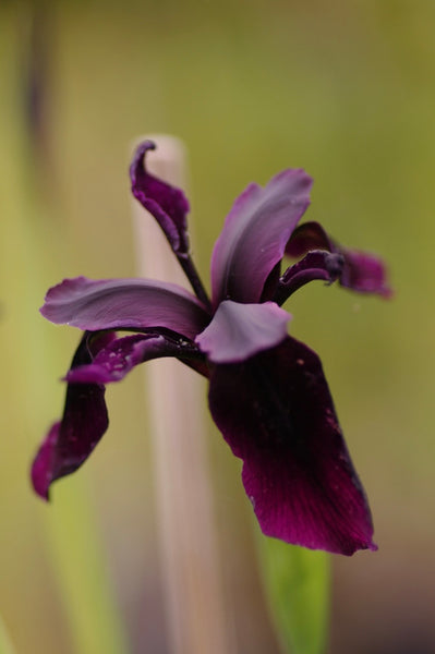 Iris chrysographes ‘Black Knight’