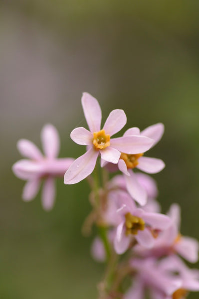 Tulbaghia ‘Cariad’