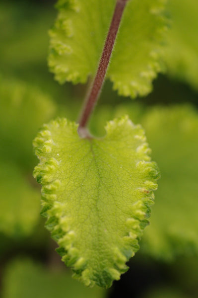 Teucrium scorodonia ‘Crispum’