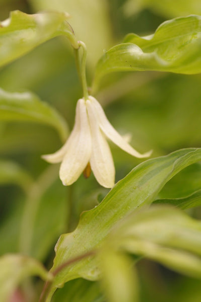 Disporum longistylum ‘Aureovariegata’