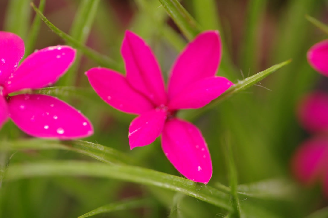 Rhodohypoxis milloides