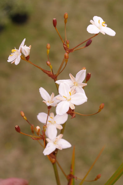 Libertia peregrinans