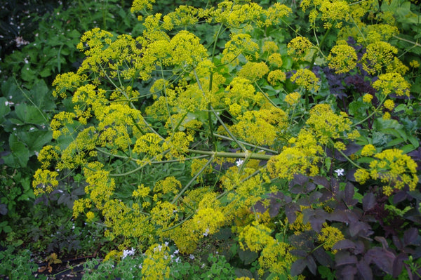 Opopanax chironium