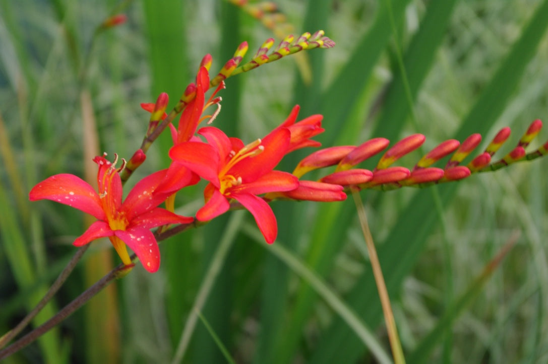 Crocosmia x crocosmiiflora ‘Carmin Brilliant’ AGM