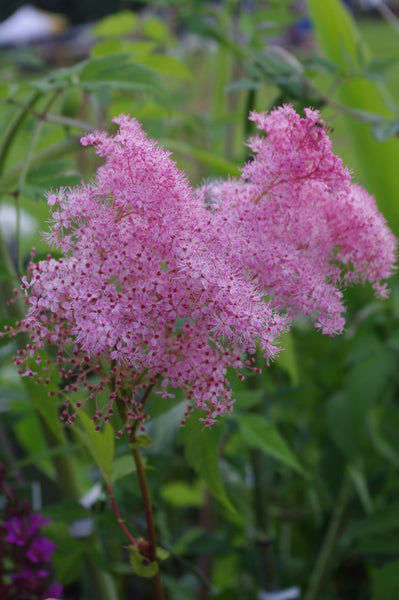 Filipendula rubra ‘Venusta’ AGM
