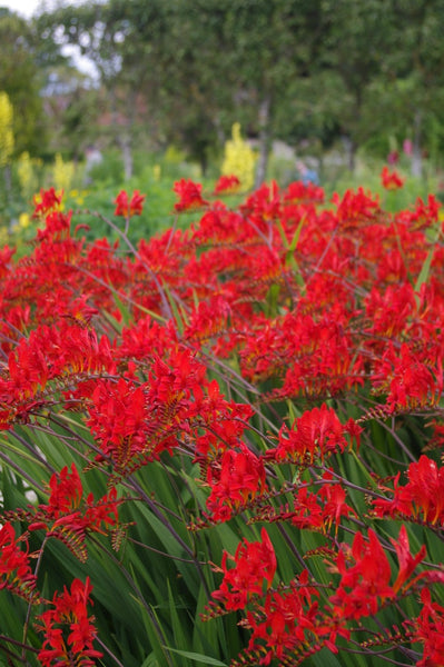 Crocosmia ‘Lucifer’ AGM