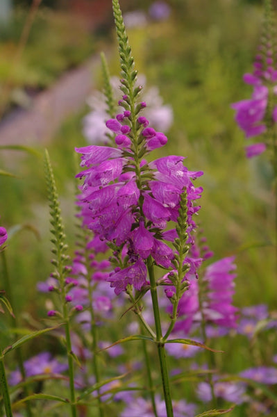 Physostegia virginiana var. speciosa ‘Bouquet Rose’