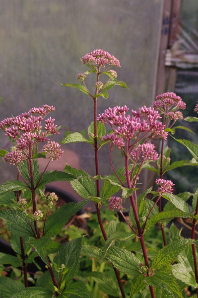 Eupatorium dubium 'Little Joe'