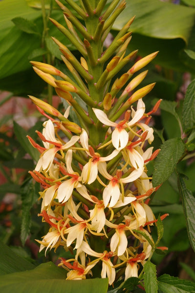 Hedychium densiflorum ‘Stephen’