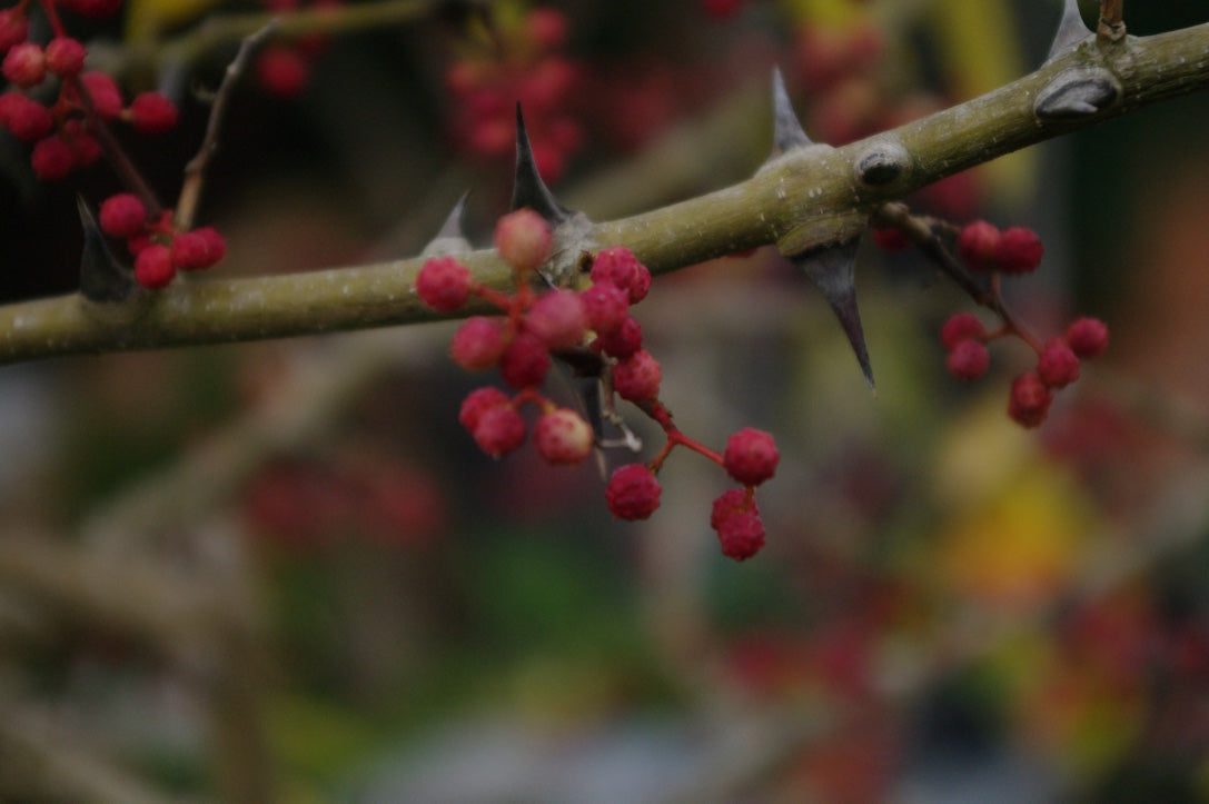 Zanthoxylum armatum