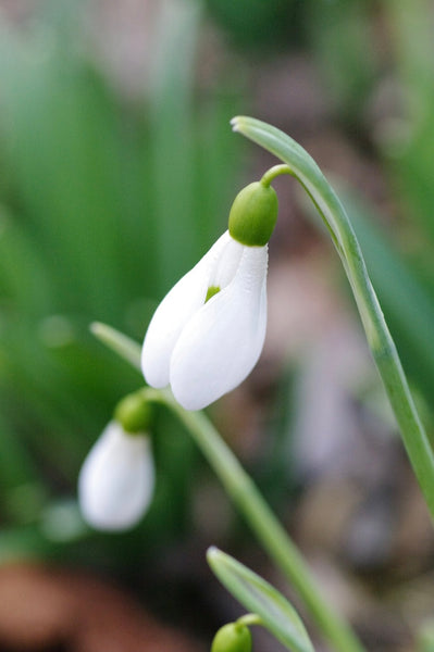 Galanthus ‘Upcher’