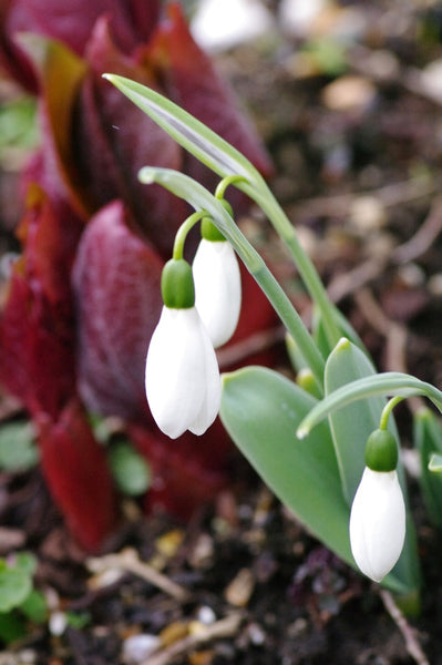 Galanthus ‘Comet’