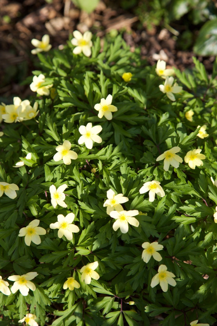 Anemone x lipsiensis