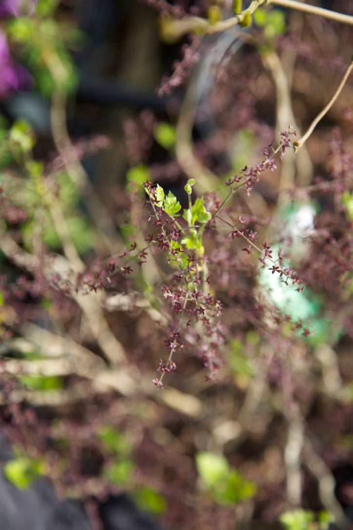 Xanthorhiza simplicissima