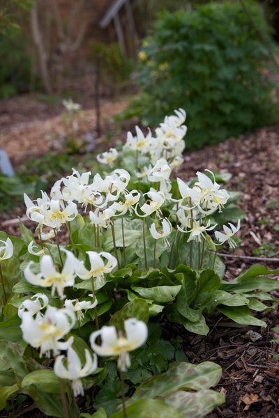 Erythronium californicum 'White Beauty'