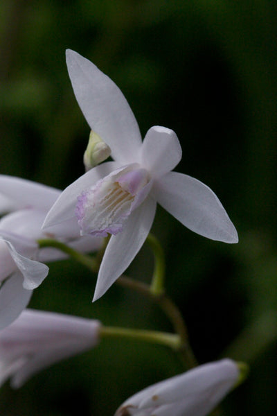 Bletilla striata f. gebina