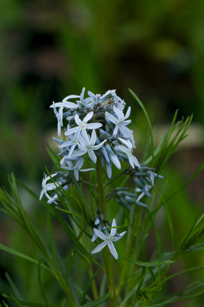 Amsonia hubrichtii