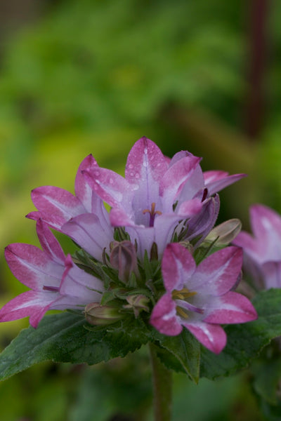 Campanula glomerata ‘Caroline’