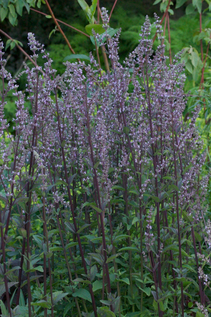 Nepeta nuda &#39;Romany Dusk&#39; AGM