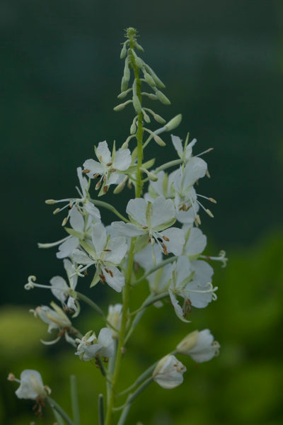 Chamerion angustifolium ‘Album’