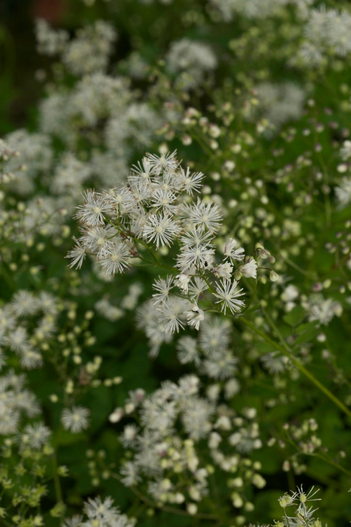 Thalictrum javanicum