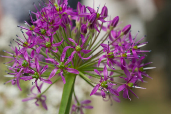 Allium wallichii