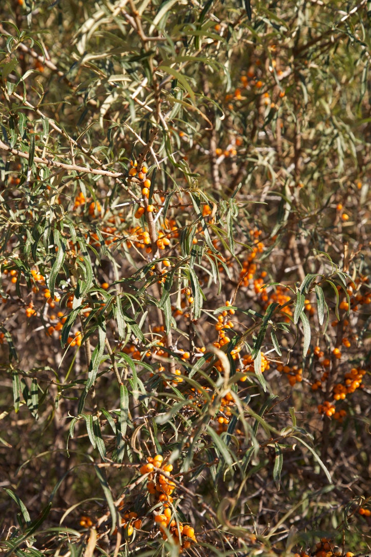 Hippophae rhamnoides AGM