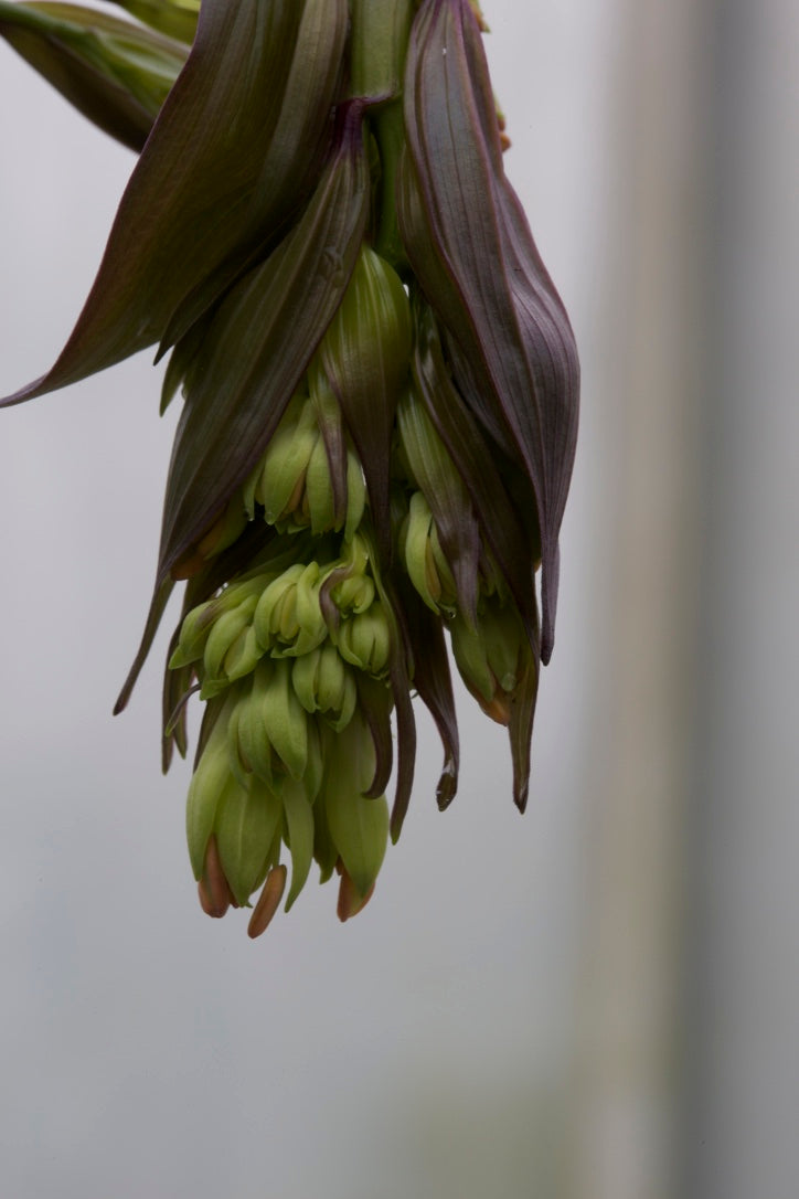 Disporum longistylum DJHC 98485